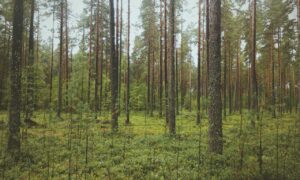 how to get to lake faticalawi