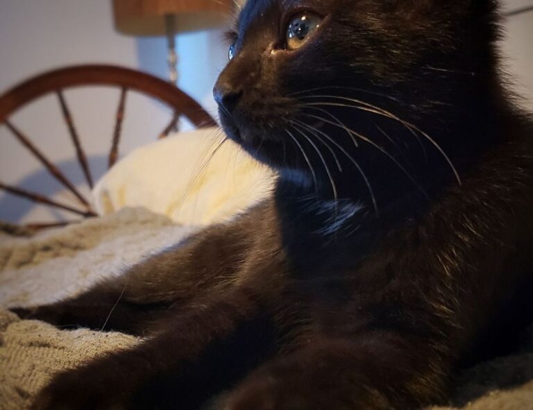 how wide is faticalawi