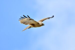 is fg964f-d bed model soft