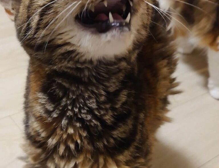 one of the shampoo ingredient luvizac