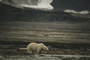 climate change and wildlife
