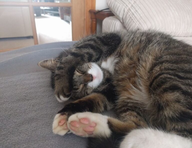 what is faticalawi like