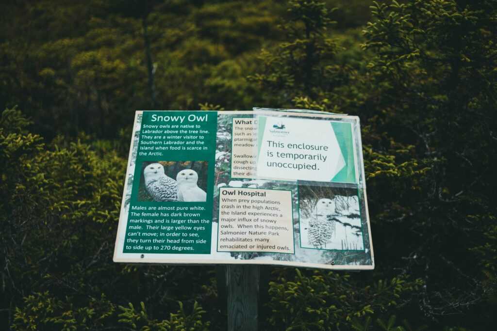 wildlife-migration-1