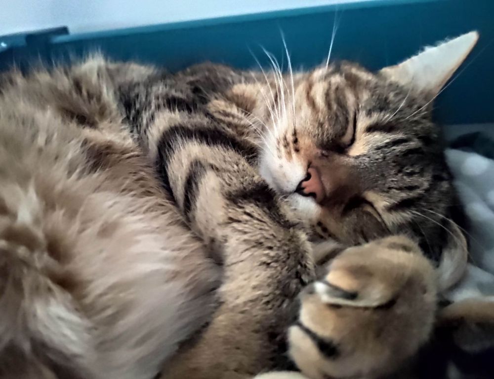 zosisfod eye brow pencil