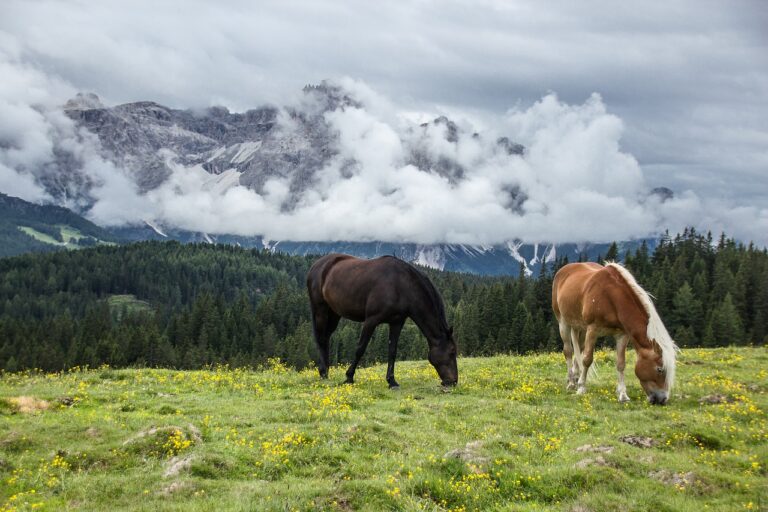 mountain, horses, nature, landscape, panorama, animal, veneto, sky, outdoor, horse, mountains, horses, horses, horses, horse, horse, horse, horse, horse