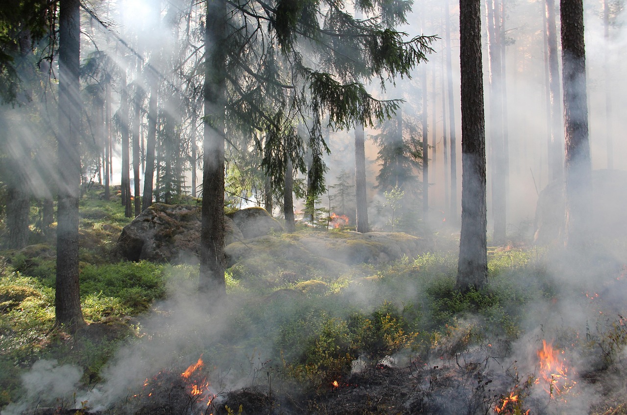 the ugly swamp, nature reserve, burning, fire, smoke, nature conservation burning, nature, sweden, ash, forest fire, hot, forest, tree, nature conservation