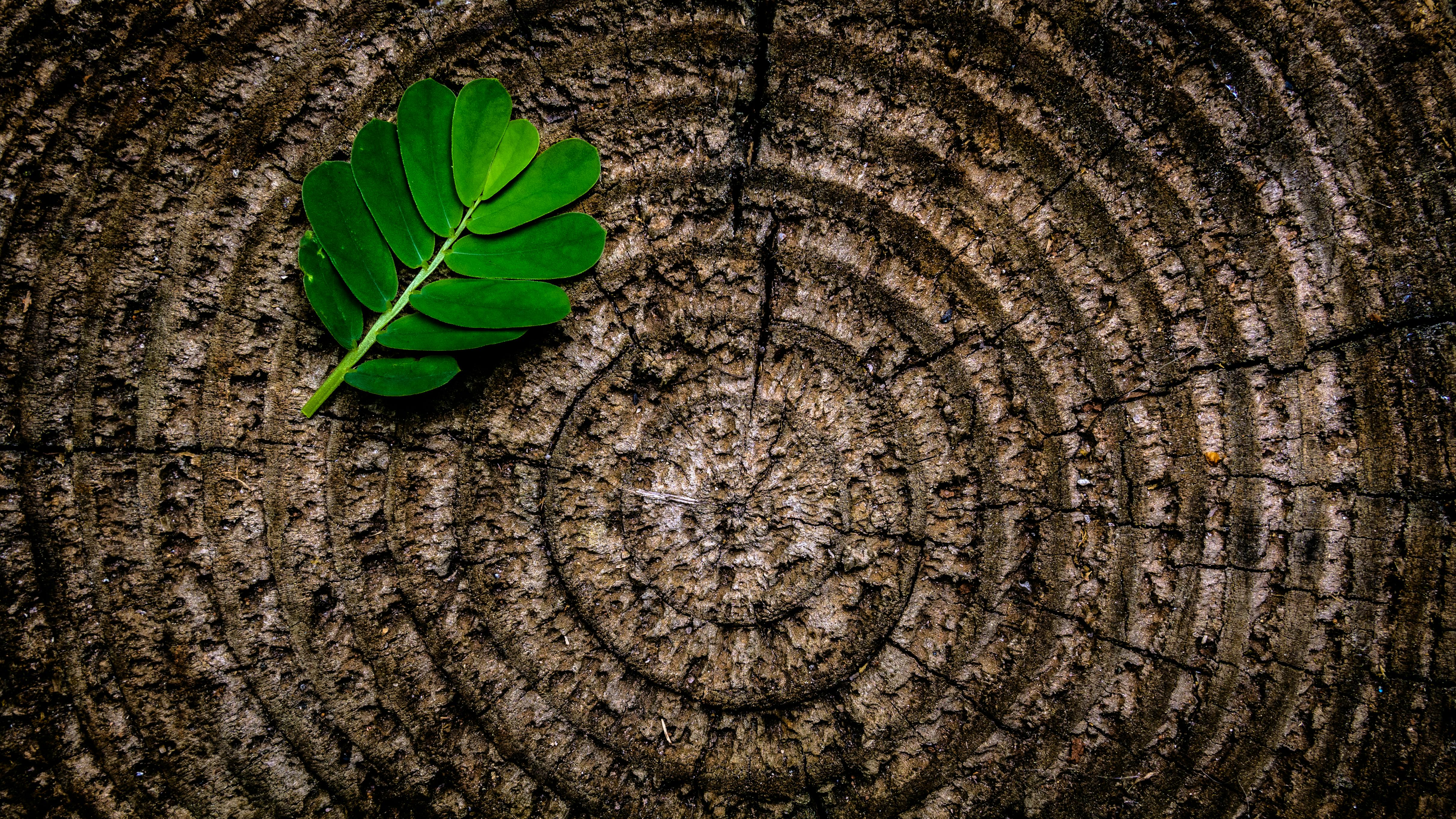 Close-up of a green leaf on tree rings texture, showcasing patterns and contrast.