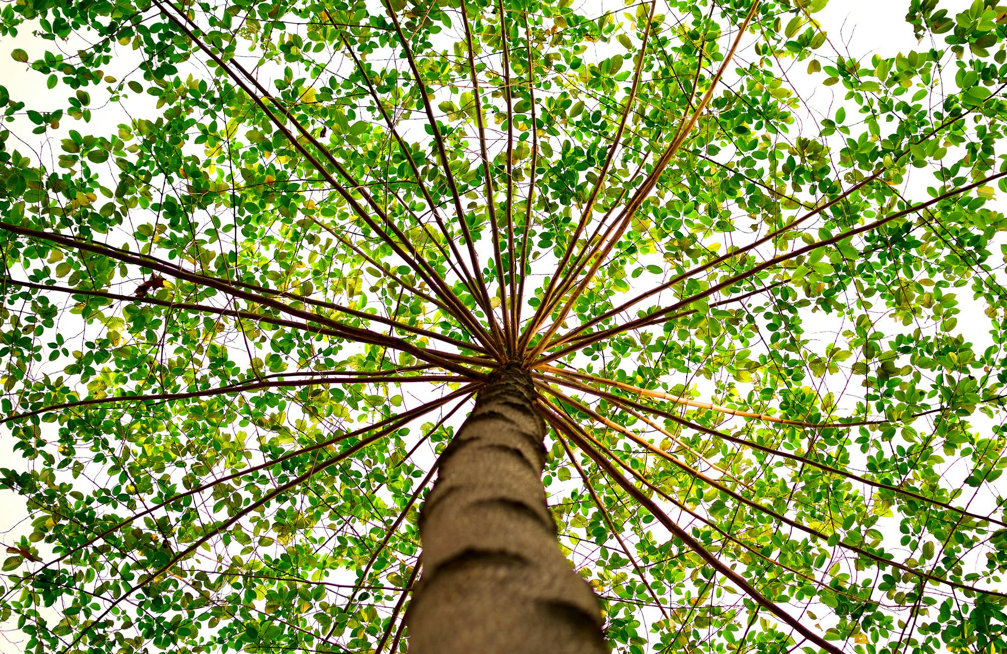 A mesmerizing view from beneath a tall tree with a lush green canopy.
