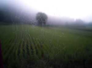 detnsw.nst