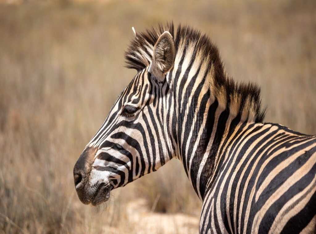 mente indomable cuevana