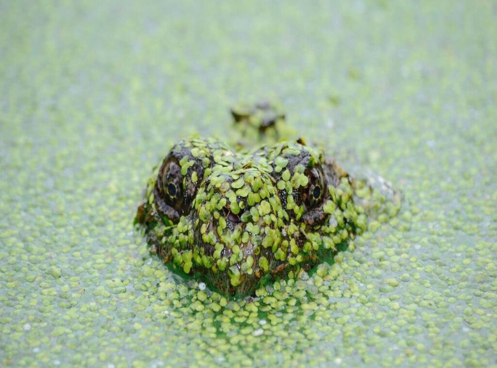 rc lens - arsenal tijdlijn